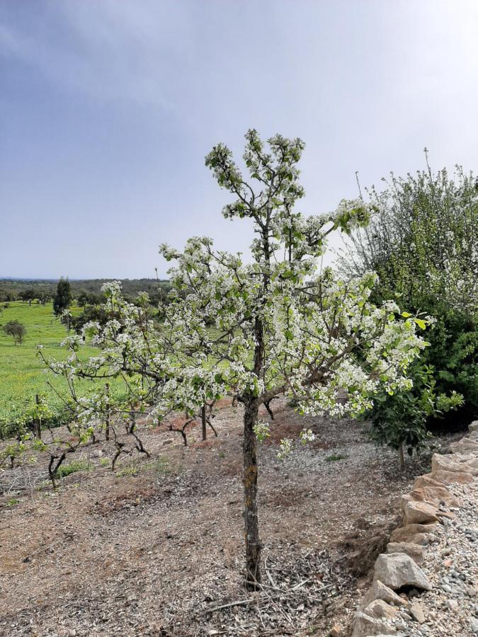 Villa Monte da Casa Branca São Bartolomeu da Serra Esterno foto